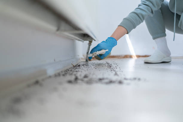 Best Spider Control Near Me  in Cary, IL